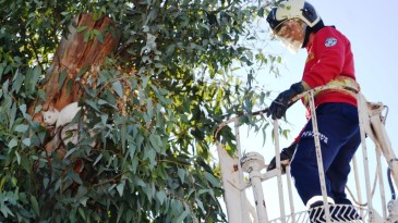 Köpeklerden kaçan yavru kedi ağaçta mahsur kaldı