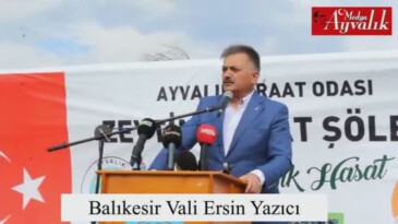 Ayvalık’ta 2. Zeytin Hasat Şöleni ve zeytin toplama yarışması