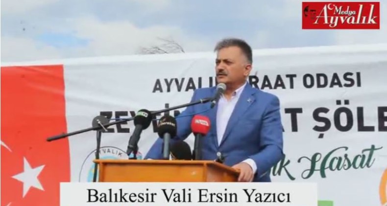 Ayvalık’ta 2. Zeytin Hasat Şöleni ve zeytin toplama yarışması