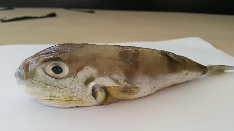 ‘Akdeniz, balık çeşitliliğinde tropikalleşiyor’