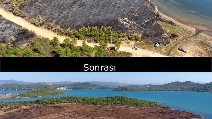 Ayvalık’ta yangınının izleri siliniyor
