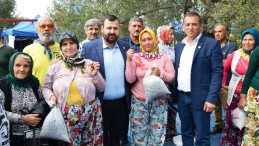 Ayvalık’ta zeytin toplama yarışması heyecanı