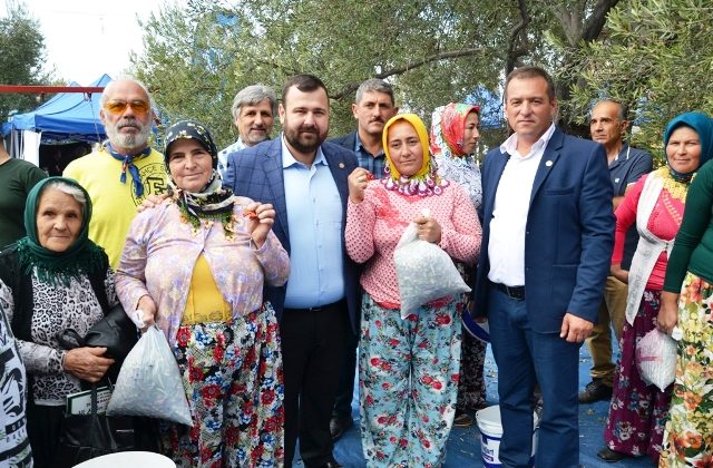 Ayvalık’ta zeytin toplama yarışması heyecanı