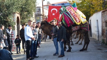 Ayvalık’ta pehlivan develer görücüye çıktı