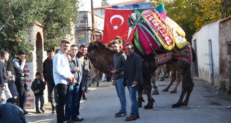 Ayvalık’ta pehlivan develer görücüye çıktı