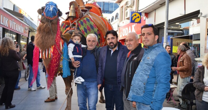 Ayvalık’ta develer görücüye çıktı