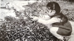13. Zeytin Hasat Günleri zeytinin fidandan sofraya olan serüvenini anlatan sergiyle başladı