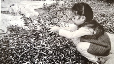 13. Zeytin Hasat Günleri zeytinin fidandan sofraya olan serüvenini anlatan sergiyle başladı
