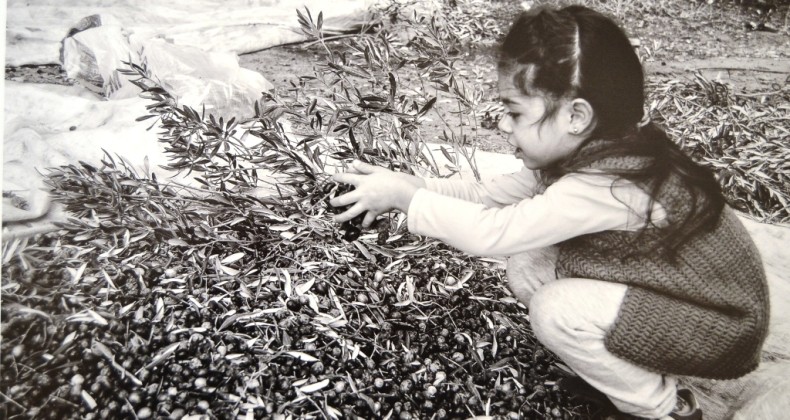 13. Zeytin Hasat Günleri zeytinin fidandan sofraya olan serüvenini anlatan sergiyle başladı
