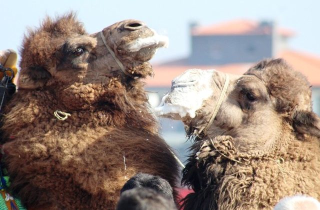 Ayvalık’ta 4. Geleneksel Balıkesir Büyükşehir Belediyesi Deve Güreşi Festivali coşkusu
