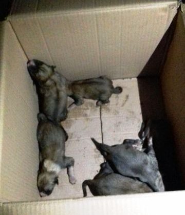 Eski sarnıca düşen 11 yavru köpeği itfaiye kurtardı