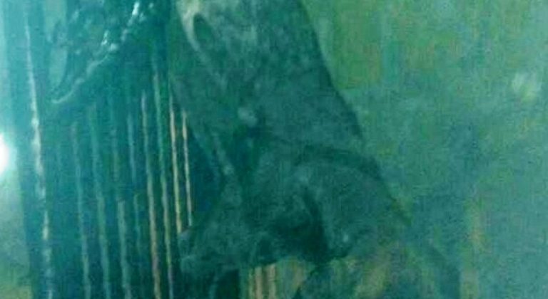 Demir parmaklıklara sıkışan köpeği itfaiye kurtardı