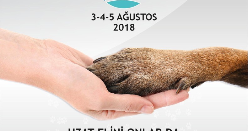 Ayvalık’ta sokak hayvanları için festival düzenlenecek
