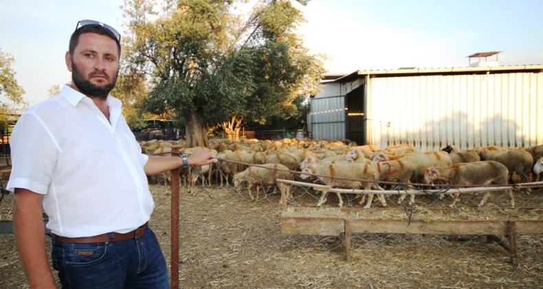 Ayvalık’ta bir çiftlik 75 kişilik ekibiyle Kurban Bayramı’na hazırlanıyor