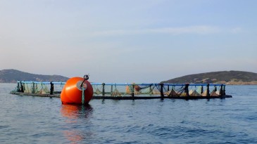 Ayvalık Balık Çiftliği davasında sevindirici haber…