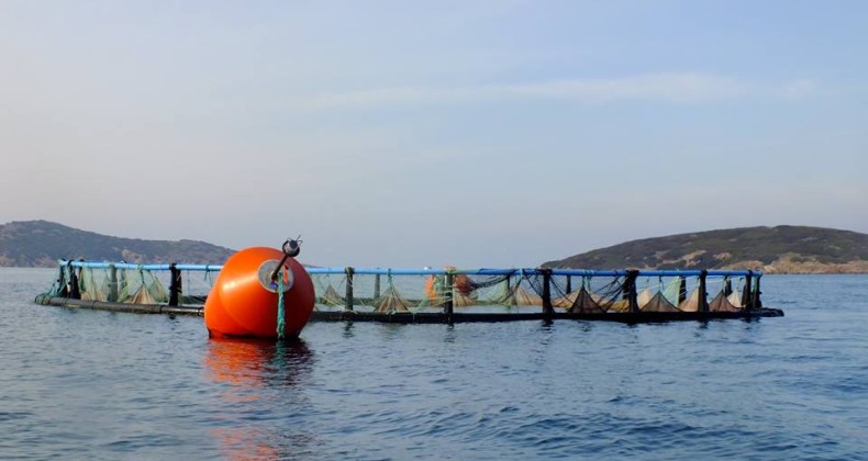 Ayvalık Balık Çiftliği davasında sevindirici haber…