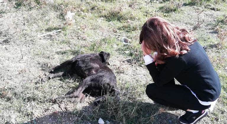 Ağılına girip kuzularına zarar verdiğini iddia eden şahıs komşu fabrikanın bekçi köpeğini tüfekle öldürdü