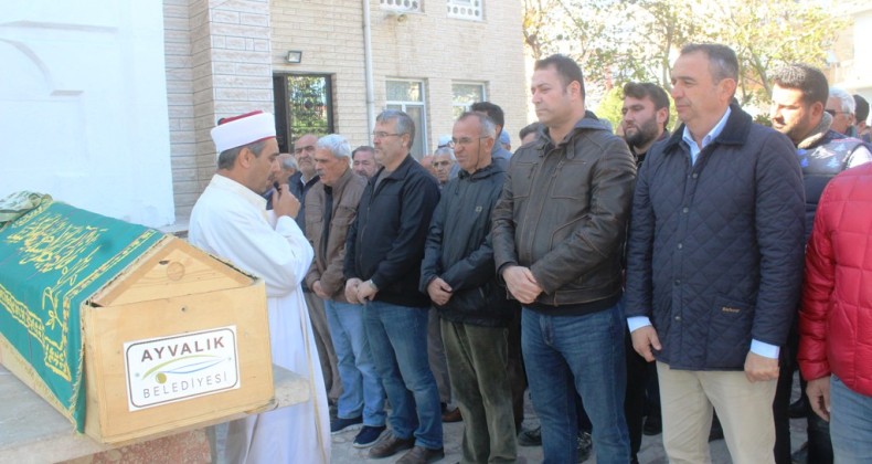 Ayvalık’ta bir çınar daha devrildi