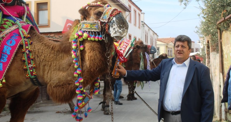Ayvalık’ta pehlivan develer için havut hayrı
