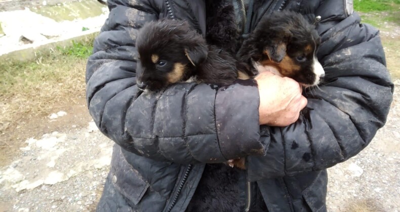 Ayvalık’ta dere kenarında mahsur kalan yavru köpekleri itfaiye kurtardı