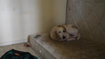 HASTA KÖPEĞE BAŞKAN GENÇER ŞEFKATİ