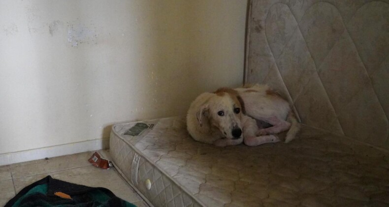 HASTA KÖPEĞE BAŞKAN GENÇER ŞEFKATİ