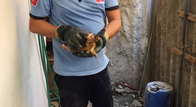 Kanalizasyon borusuna sıkışan yavru kediyi itfaiye kurtardı