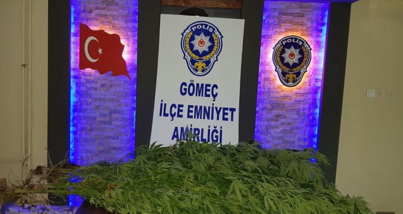 Gömeç’te hint keneviri yetiştirdiği belirlenen şüpheli tutuklandı