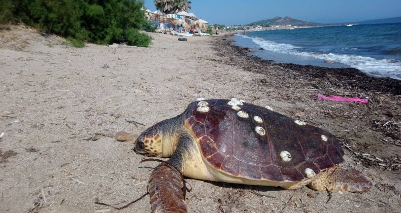 Ayvalık’ta caretta caretta vahşeti