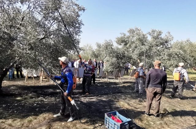 GÜBRETAŞ ZEYTİNDE 4 KAT VERİM ARTIŞI SAĞLADI