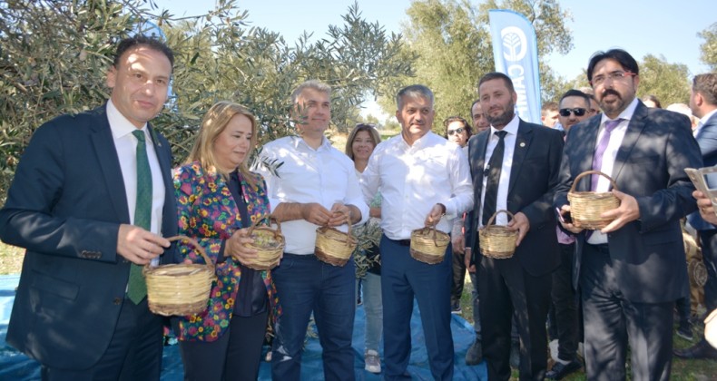 Ayvalık’ta zeytin hasat coşkusu zirveye taşındı