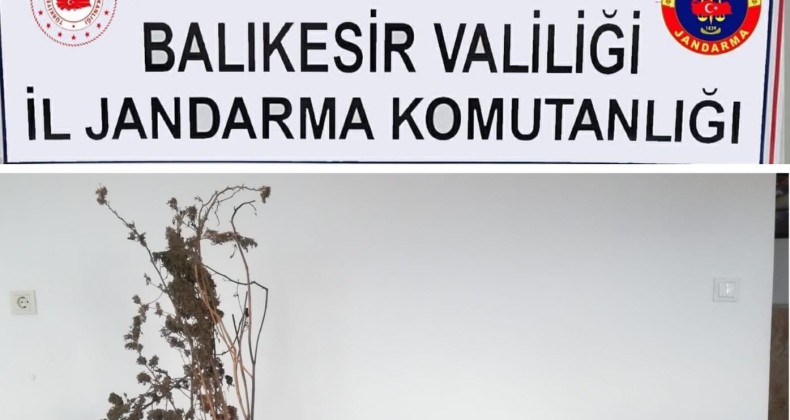 Ayvalık’ta Jandarmadan uyuşturucu operasyonu
