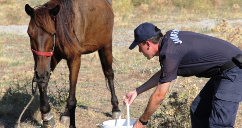 Bacağı sakatlanan atı kaderine terk ettiler