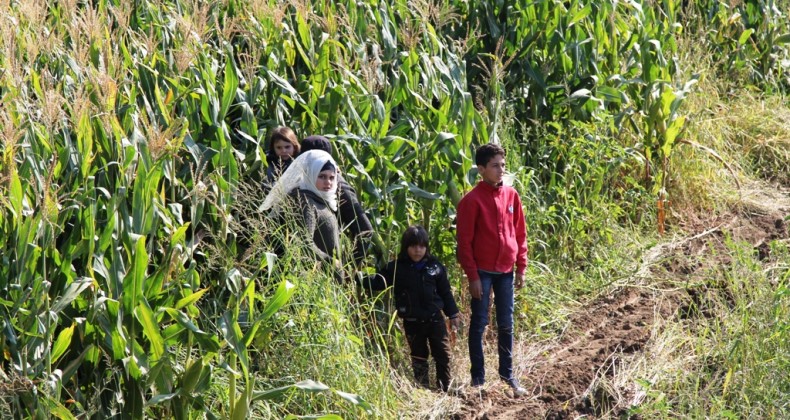 Jandarmadan mısır tarlasında göçmen hasadı