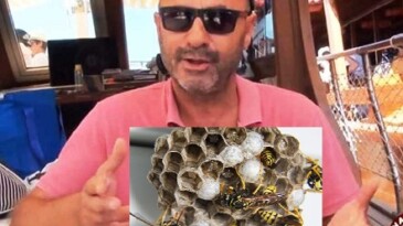 Ayvalık’ta yaban arılarının saldırısına uğrayan Ali Foçalıoğlu hayatını kaybetti