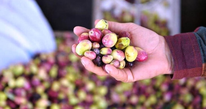Ayvalık’ta 3 ton zeytin çaldığı öne sürülen bir kişi yakalandı