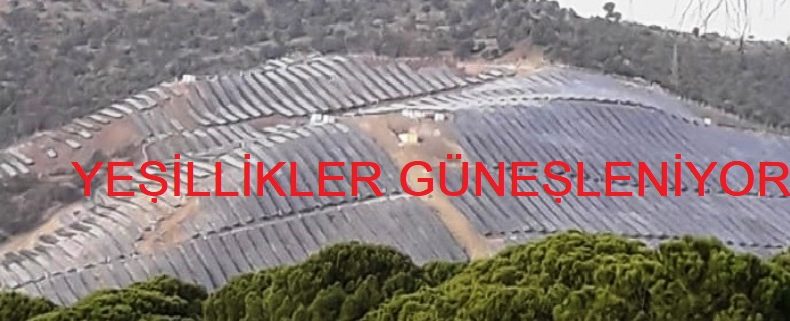 Zeytin ağaçlarının arasında Güneş Panelleri yükseliyor