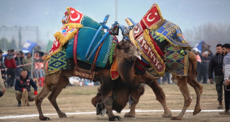 Ayvalık’ta deve güreşleri ve piknik coşkusu