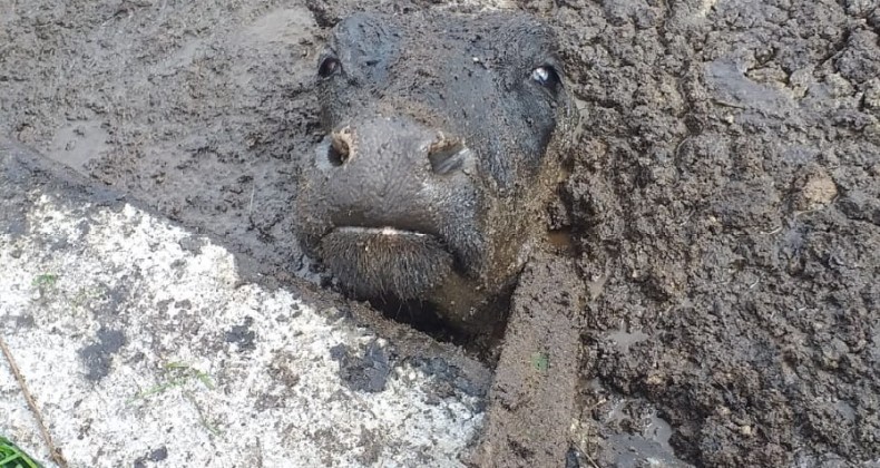 Ayvalık’ta prina havuzuna düşen inek itfaiye ekiplerince kurtarıldı