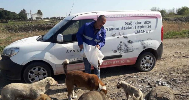 Koronavirüs nedeniyle aç kalan sokak hayvanlarını unutmadılar
