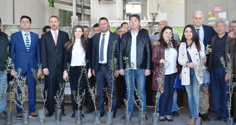Ayvalıklı zeytin üreticisine 15 bin fidan desteği