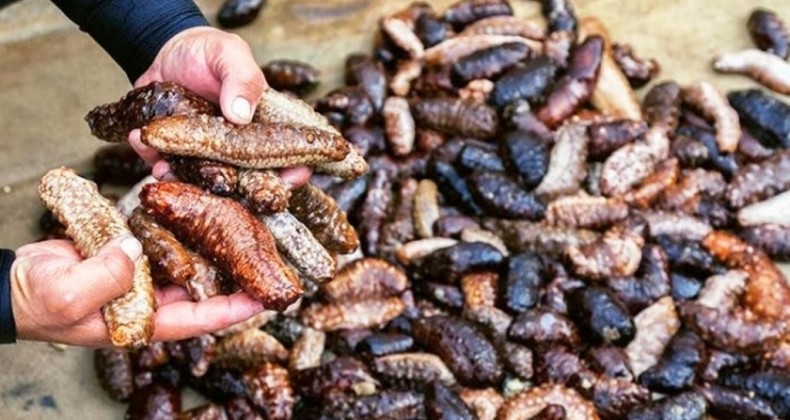 Ayvalık’ta deniz patlıcanı avcılarına ceza yağdı