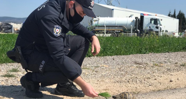 Gömeç’te sokak hayvanları, kaplumbağa ve kuşlara polis şefkati