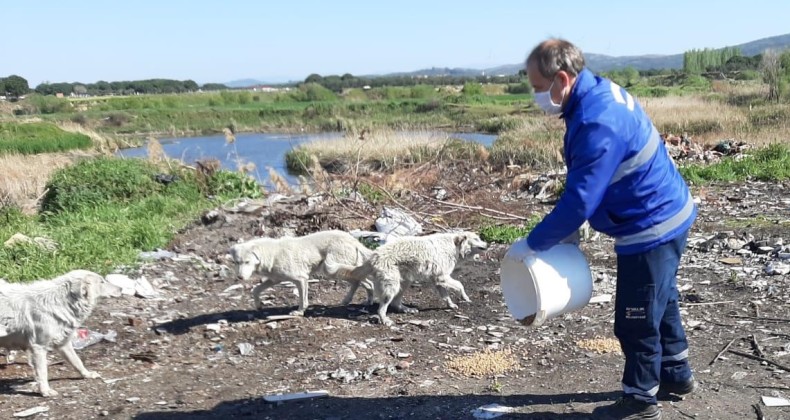 Ayvalık’ta sokak hayvanlarına 3 ton mama dağıtıldı