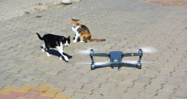 Ayvalık’ta meraklı kedilerin drone ilgisi