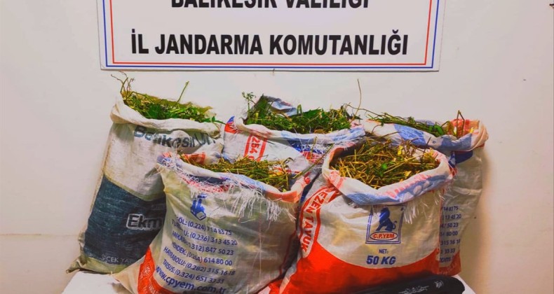 Ayvalık’ta jandarmadan uyuşturucu operasyonu
