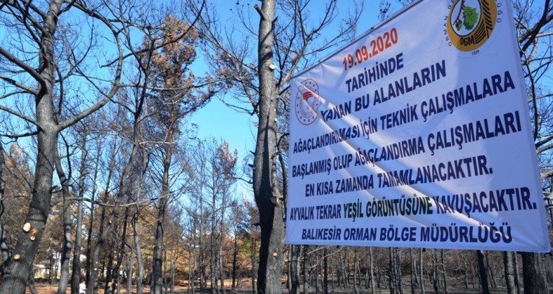 Ayvalık’ta yanan ormanlık alanlarda teknik çalışmalara başlanılıyor