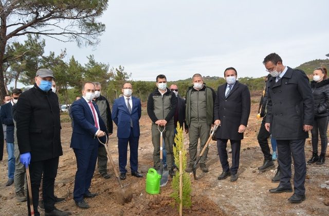 Ayvalık’ta yanan ormanlık alanlar ağaçlandırılıyor
