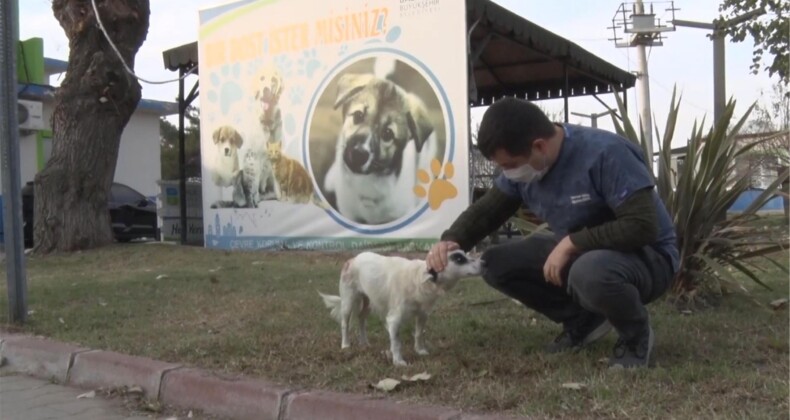Ezilen köpek yeniden koşuyor