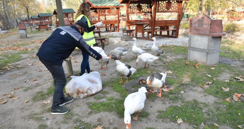 BBB, sokak hayvanlarını sevgisiz ve mamasız bırakmıyor